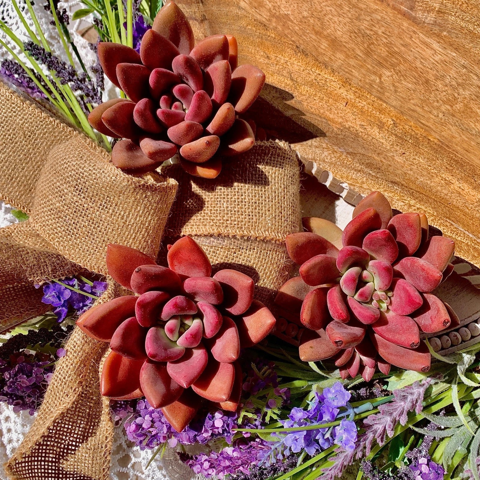 Succulent Plant Graptoveria Ruby Donna Bare Root - Easy Care Live Home Decor