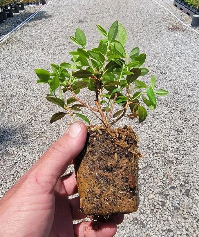 Catawba Boursault Rhododendron Starter Plant (Rhododendron catawbiense) – Live Bareroot Shrub, Purple Blooms, Hardy Evergreen Landscape Plant