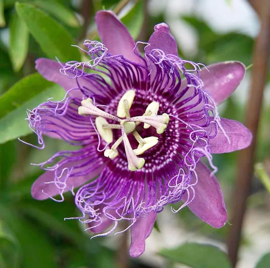 Passiflora Lady Lavender Live Plant 6-8" Tall Lavender-Purple Flower Ship No Pot