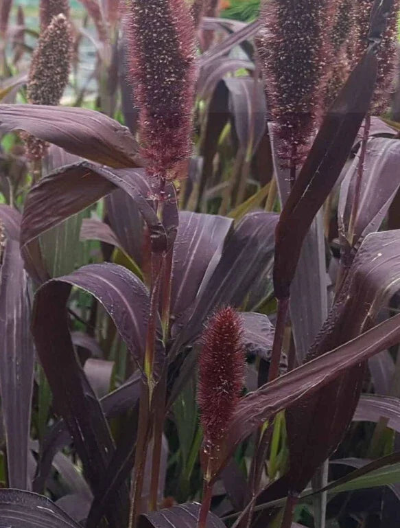 Red Jewel Millet Seeds - 25 Pack - Ornamental Grass - Setaria Italica