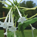 Tobacco Seed Collection - 5 Varieties, Nicotiana Seeds Set for Gardening