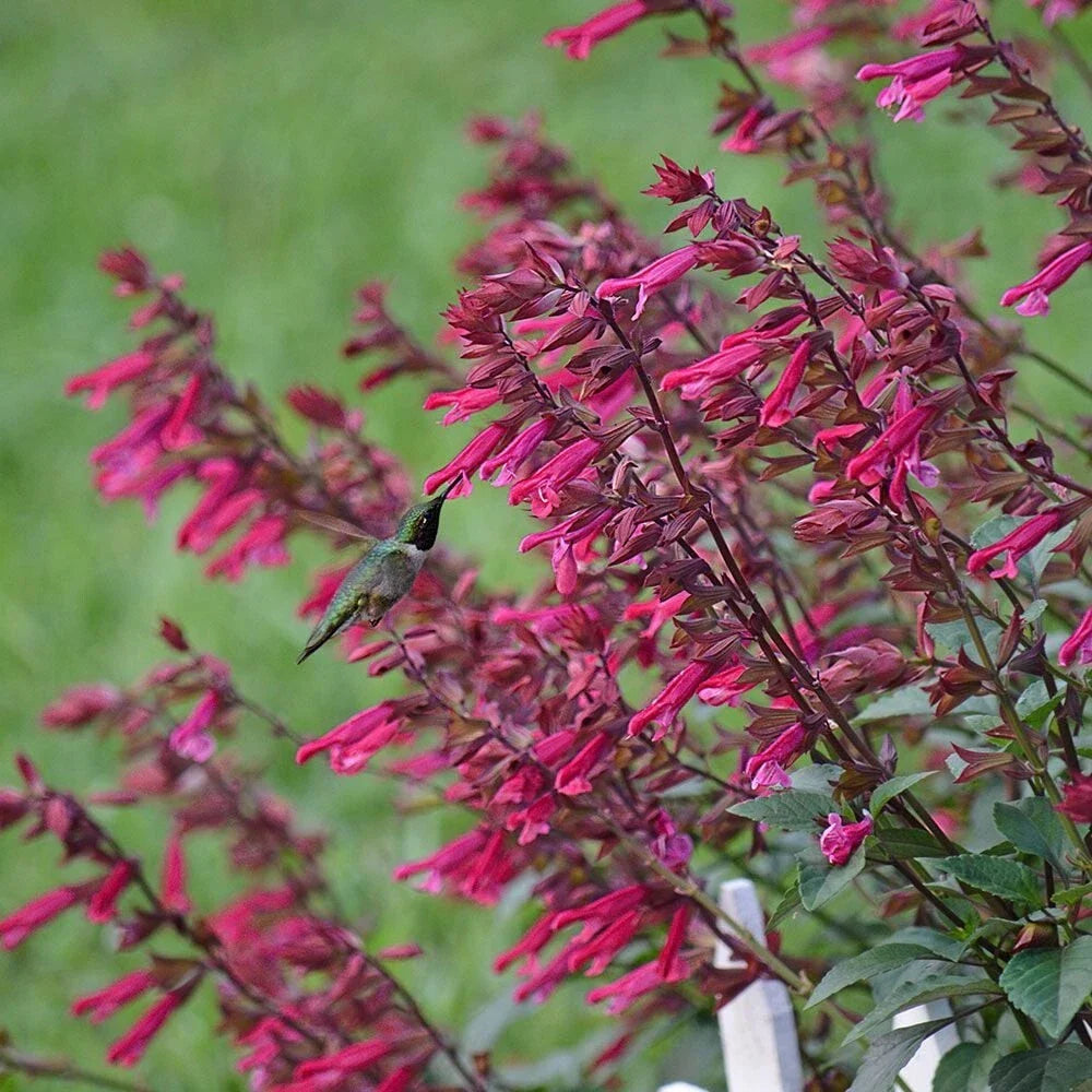 Wendy's Wish Salvia Seeds - 50 Perennial Flower Seeds for Hummingbirds - Salvia guarantica - USA