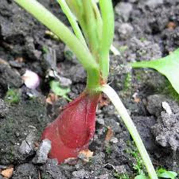 Heirloom Radish Seed Garden Collection, 5 Top Varieties, Non-GMO Seeds for Home Gardening, Brassica rapa