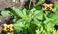 Pansy Seeds - 50 Joker Violet Gold Variety - Viola tricolor