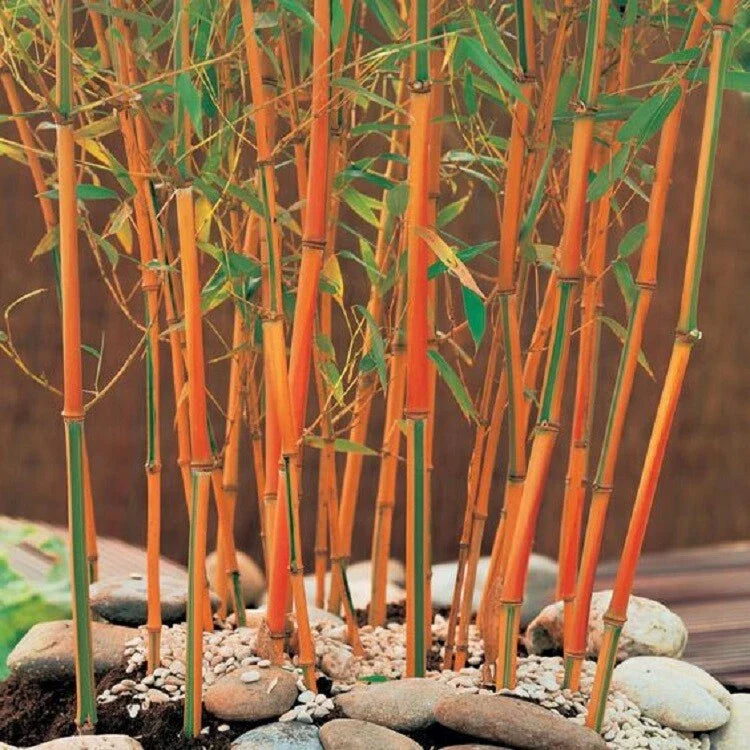 Red Fountain Bamboo Seeds - 50 Climbing Garden Seeds for Privacy & Shade - Perfect for Landscaping (Phyllostachys aurea)