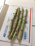 Organic Sweet Red Cassava Cuttings - 4 Yuca Cuttings - Manihot Esculenta