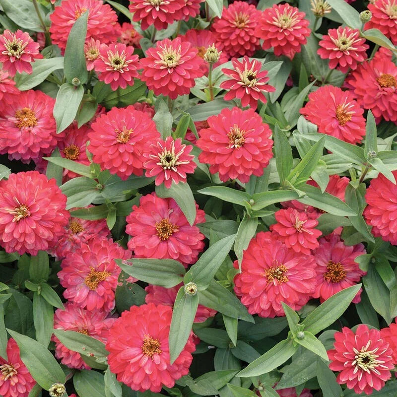 Double Zahara Salmon Zinnia Seeds - 100+ Pack - Annual Flower Seeds for Garden - Zinnia elegans