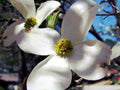 Dogwood Tree Seeds - 10 Pack - Flowering Dogwood Seeds - Cornus florida