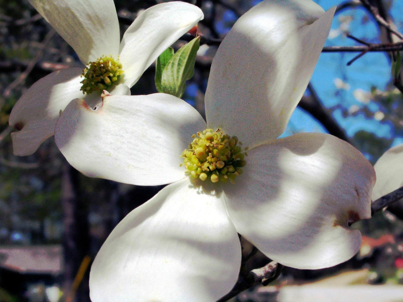 Dogwood Tree Seeds - 10 Pack - Flowering Dogwood Seeds - Cornus florida