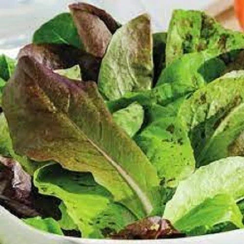 Organic Heirloom Romaine Trio Seeds - Fresh Salad Greens - Premium Quality - Non-GMO