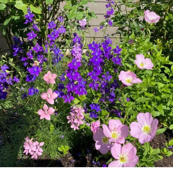Rocket Larkspur Seeds 200 Count Dark Blue Purple Delphinium Flowers Non-GMO Pollinator-Friendly