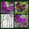 Dark Purple Lilac Cuttings - 10 Organic Syringa Vulgaris Perennial Flowering Shrub