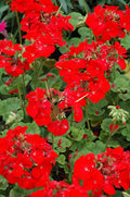 Pinto Deep Red Geranium Seeds - 12 Fresh Seeds - Pelargonium x hortorum - Free Shipping