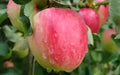 Katy Apple Seeds - 25+ Organic Seeds for Garden Planting - Malus domestica - USA