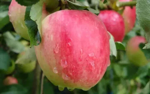 Katy Apple Seeds - 25+ Organic Seeds for Garden Planting - Malus domestica - USA