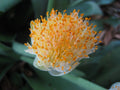 Haemanthus albiflos - 3 small Rooted Bulbs Paintbrush Plant for Indoor Gardening and Landscape Decor