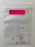 S. Buckleyi x Thor Freya Seeds - Rare Hybrid Carnivorous Plant Seeds - Exotic Botanical Collection