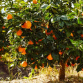 Sunkist Orange Cuttings 2X - Grow Your Own Orange Tree - Citrus sinensis