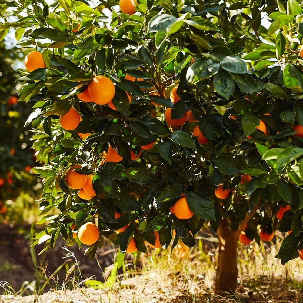 Sunkist Orange Cuttings 2X - Grow Your Own Orange Tree - Citrus sinensis