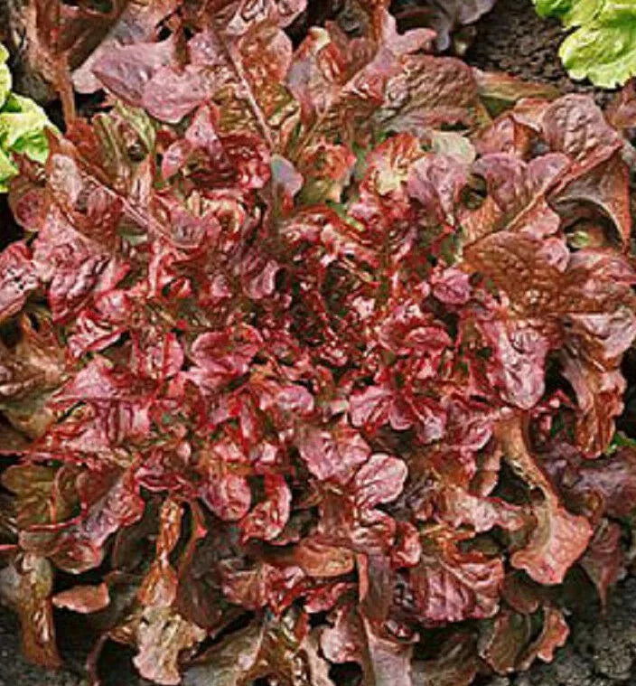 Red Salad Bowl Lettuce Seeds 600+ Count - Cold Tolerant Vegetable Garden (Lactuca sativa)