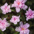 Moss Rose Live Plants - Portulaca Seaglass Double Pink - Well-rooted Plug - Vibrant Ground Cover for Gardens