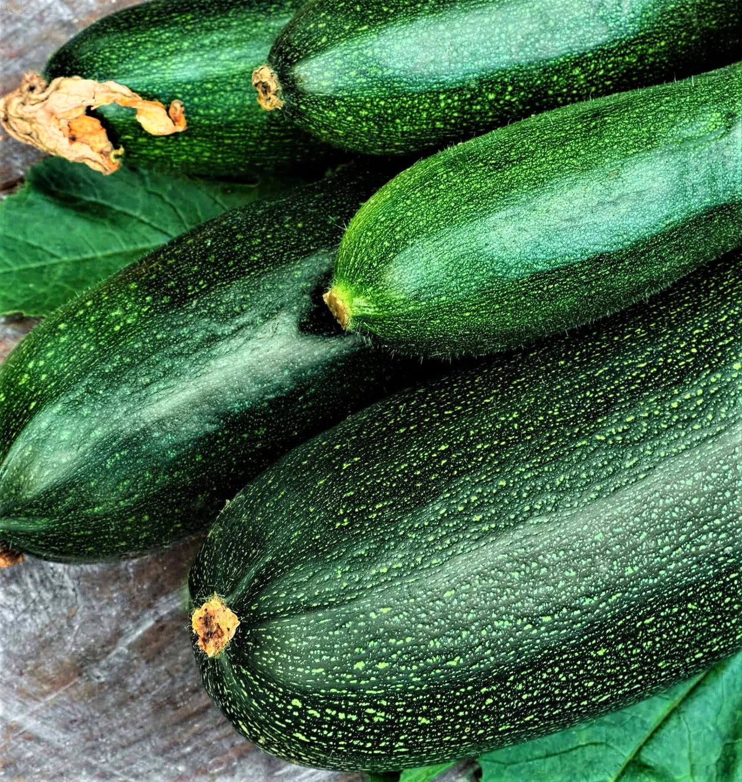 Non-GMO Dark Green Zucchini Seeds 30 Seeds - Cucurbita pepo