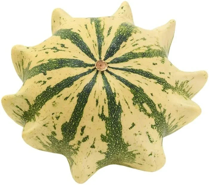 Crown of Thorns Shenot Gourd Seeds - 30+ Heirloom Organic Non-GMO Squash - Perfect for Home Gardening