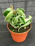 Hoya Compacta Variegated Rooted Plant 2.5" Pot