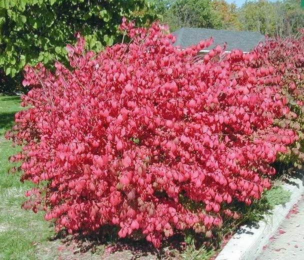 Dwarf Burning Bush Plants - 10 Bare Root Hardy Shrubs - Euonymus alatus - Vibrant Fall Color