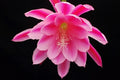 Epiphyllum 'Grand Baroque' Rooted Cutting - Rare Orchid Cactus - Unique Tropical Plant for Indoor Gardening