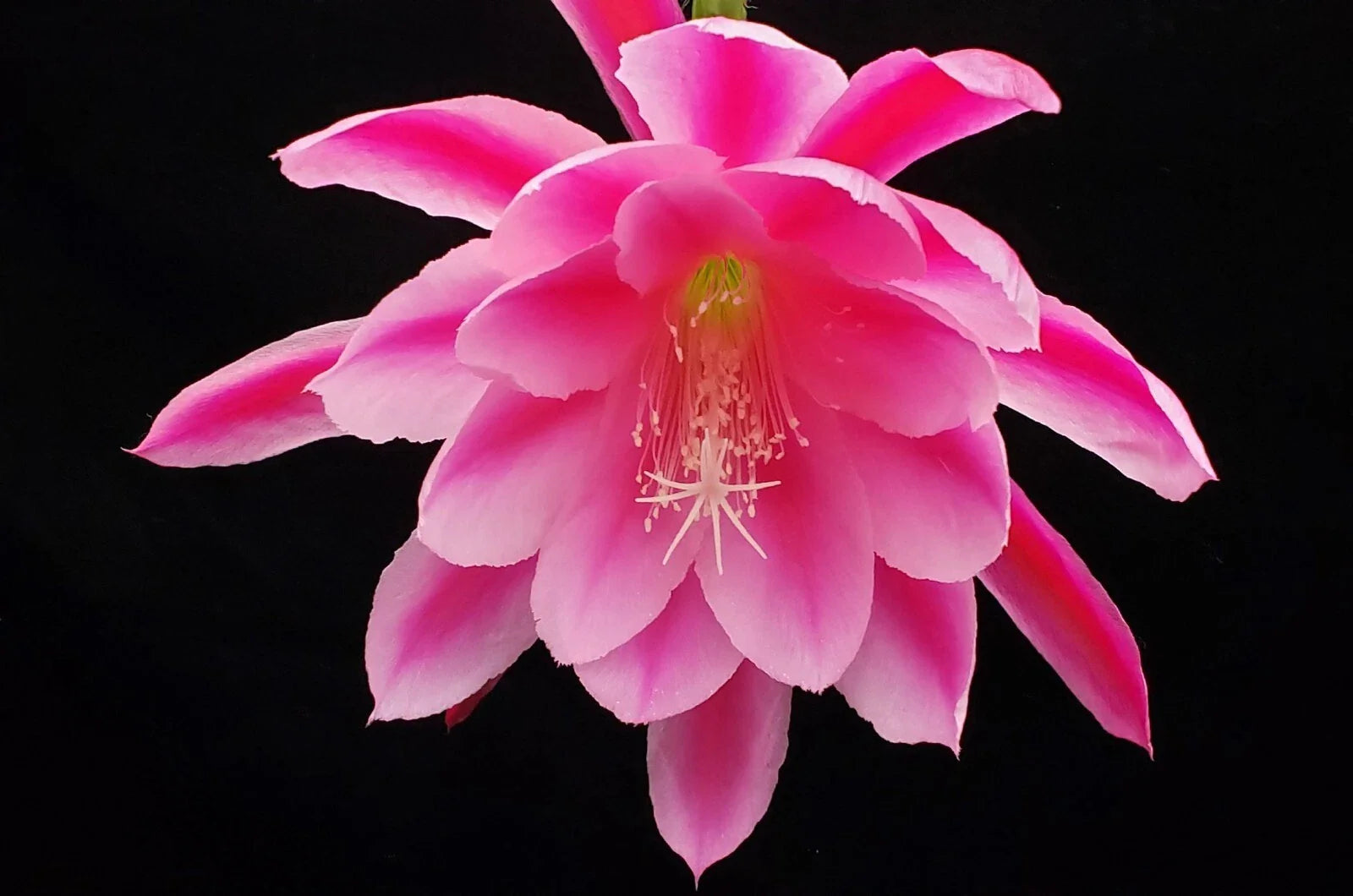 Epiphyllum 'Grand Baroque' Rooted Cutting - Rare Orchid Cactus - Unique Tropical Plant for Indoor Gardening