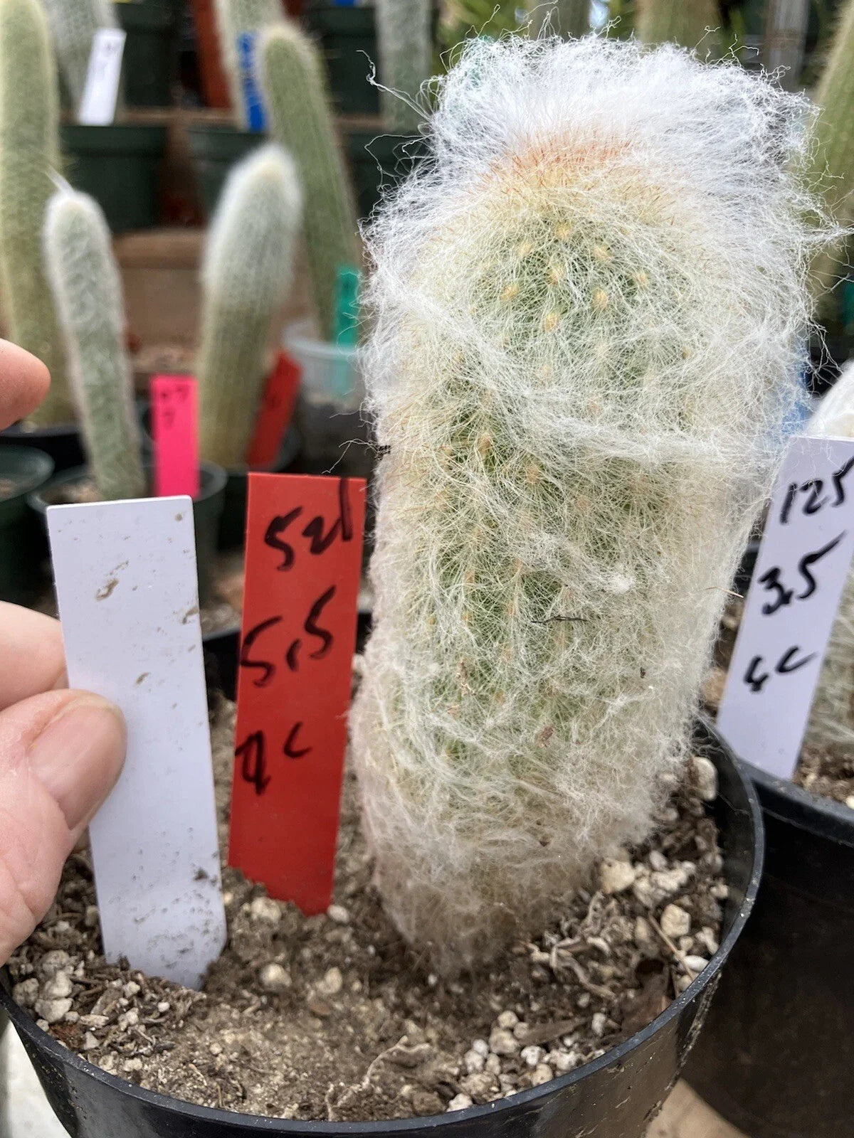 Espostoa lanata Old Man of the Mountain Cactus 5.5" Tall 9" Circumference #521R