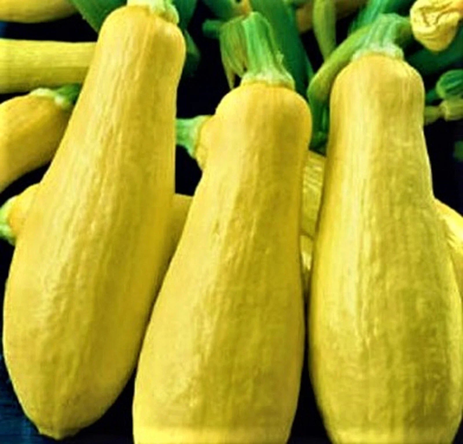 Early Prolific Straightneck Squash Seeds - 30 Non-GMO Seeds for Gardening - Cucurbita pepo
