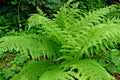 Western Lady Fern Spores 1000 Count Cold Hardy Filix femina Up to 3' Tall