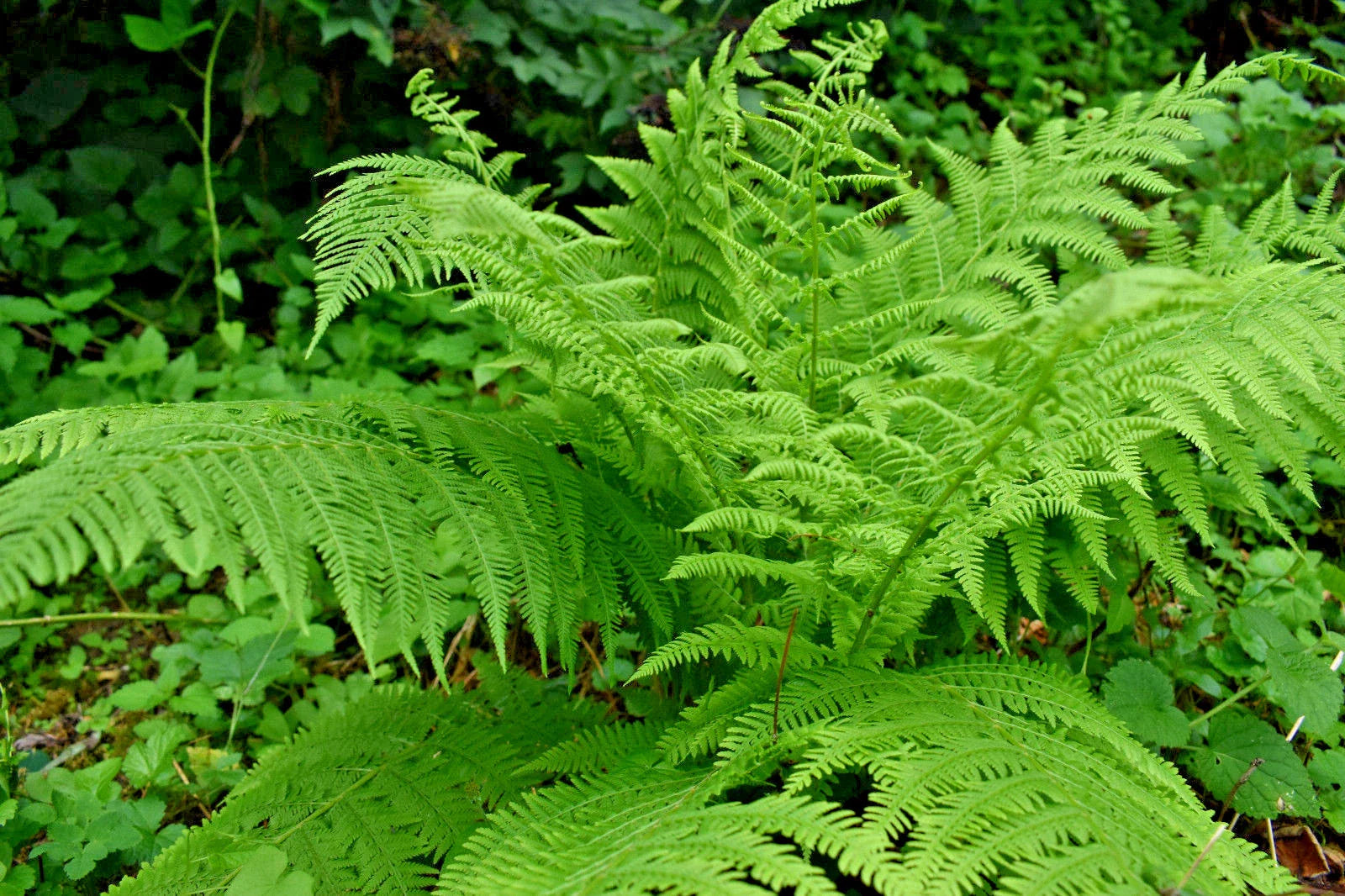 Western Lady Fern Spores 1000 Count Cold Hardy Filix femina Up to 3' Tall
