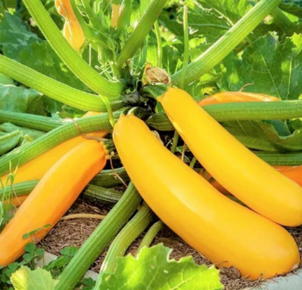 Golden Zucchini Seeds | Heirloom Yellow Summer Squash | Courgette Kousa | Non-GMO Garden Seeds for 2025