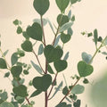 Heart Eucalyptus Tree Seeds (15 Seeds) - Webster's Mallee Eucalypt, Native Australian Tree, Drought Tolerant, Fast-Growing