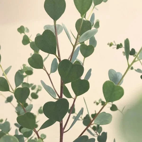Heart Eucalyptus Tree Seeds (15 Seeds) - Webster's Mallee Eucalypt, Native Australian Tree, Drought Tolerant, Fast-Growing