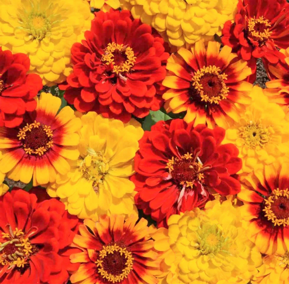 Zinnia Seeds - South of the Border Mix - Red Yellow Sombrero - Zinnia elegans - New 2025