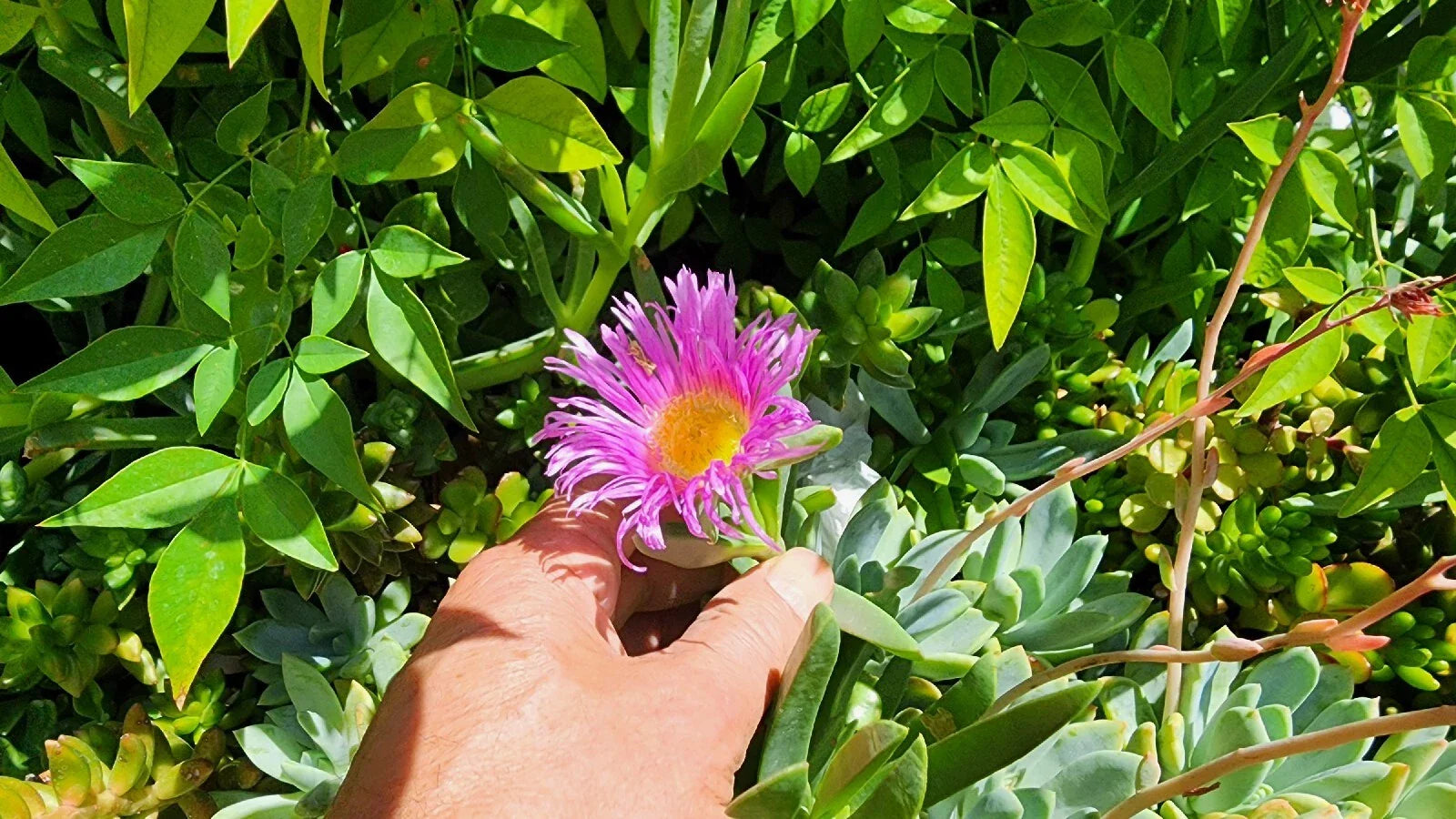 Live Ice Plant Cuttings 36 Pcs Green Ground Cover (Delosperma) for Rooting, Succulent Garden, Drought Resistant