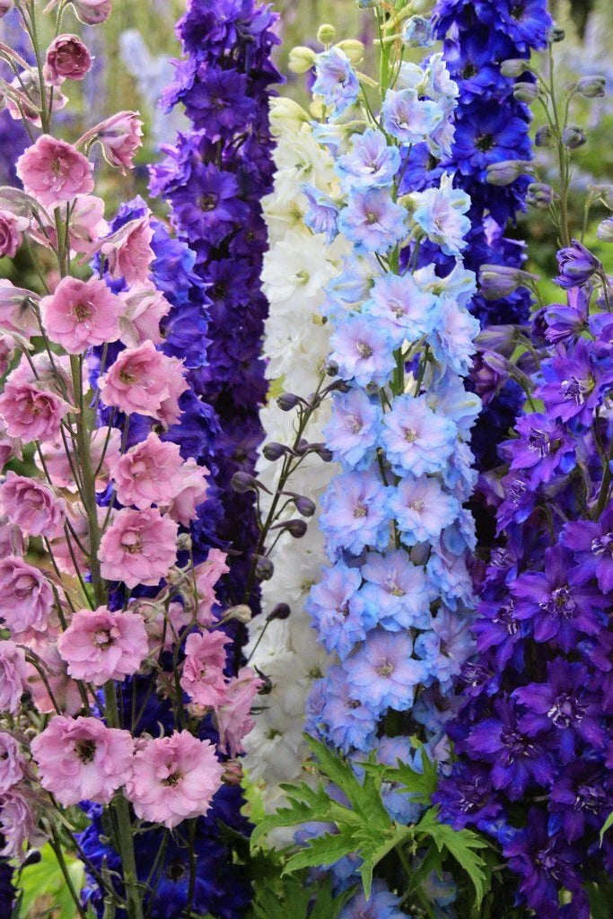 Delphinium Seeds Mix - 50 Doubles Perennial Flower Seeds - Colorful Blooming Mix - Delphinium elatum