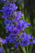 Penstemon Cyananthus Seeds, 20 Count, Wasatch Perennial, Pollinator-Friendly Wildflower Seeds