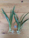 Live Green Spider Plant Cuttings - 5 Rooted Non-Variegated Pups - Chlorophytum comosum