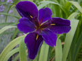 Cold Hardy Louisiana Black Gamecock Iris - Aquatic Pond Plant - Iris Louisianaensis - Buy 2 Get 1 Free