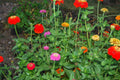 Zinnia Pumila Seeds - 200+ Mixed Colorful Rainbow Blooms - USA Grown Flower Seeds for Garden Planting
