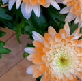 Citrus Spice Mum Seeds - 200 Chrysanthemum Flower Seeds, Colorful Annual Bloom, Perfect for Garden Planting