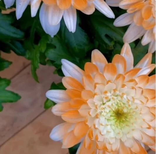 Citrus Spice Mum Seeds - 200 Chrysanthemum Flower Seeds, Colorful Annual Bloom, Perfect for Garden Planting
