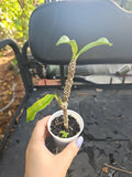Rooted Bridal Bouquet Live Plant - Plumeria pudica Frangipani, White, No Cutting, Tropical Flowering Plant