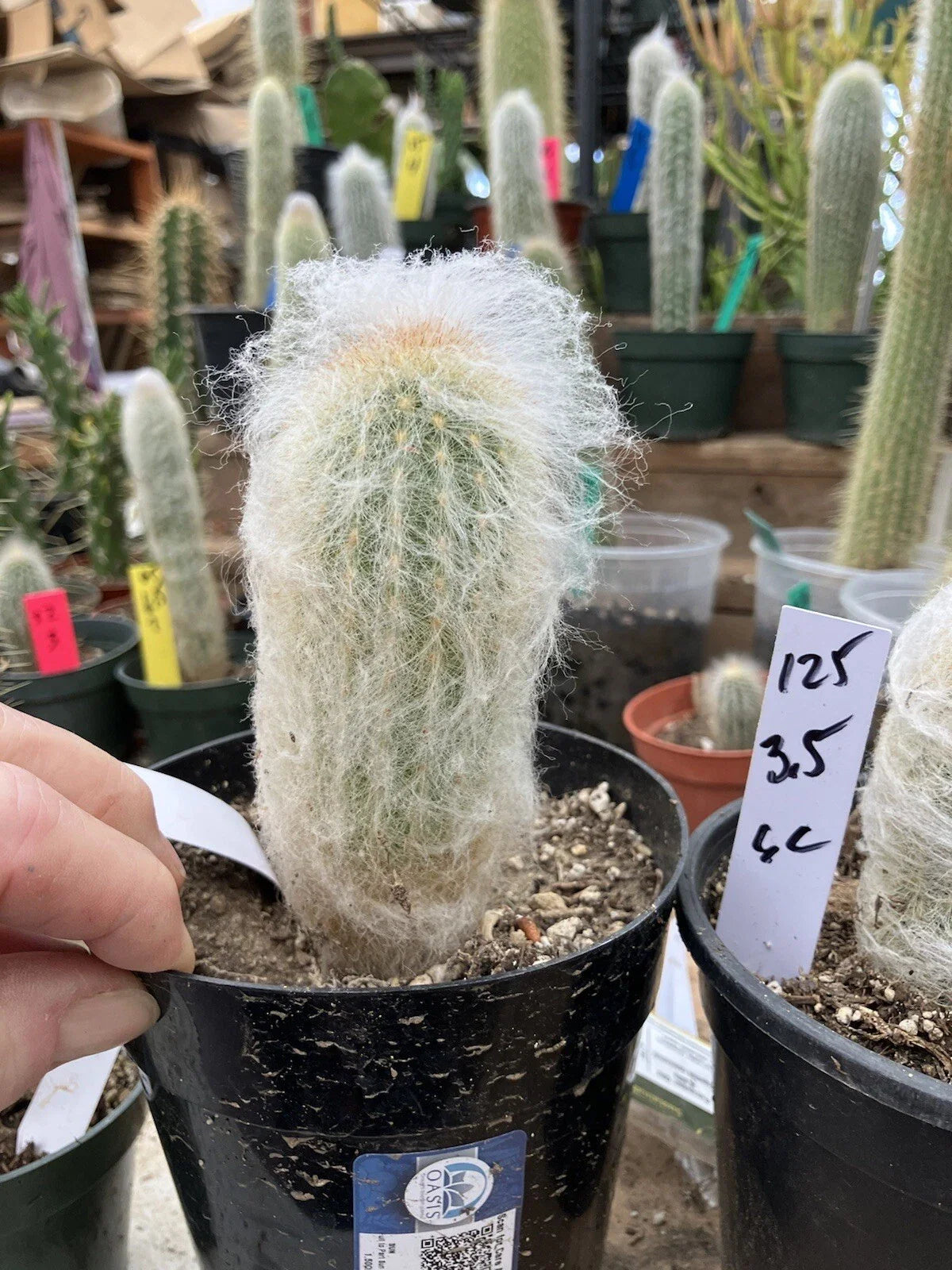 Espostoa lanata Cactus - 3.5" Tall Old Man of the Mountain - Unique Succulent Plant #125W