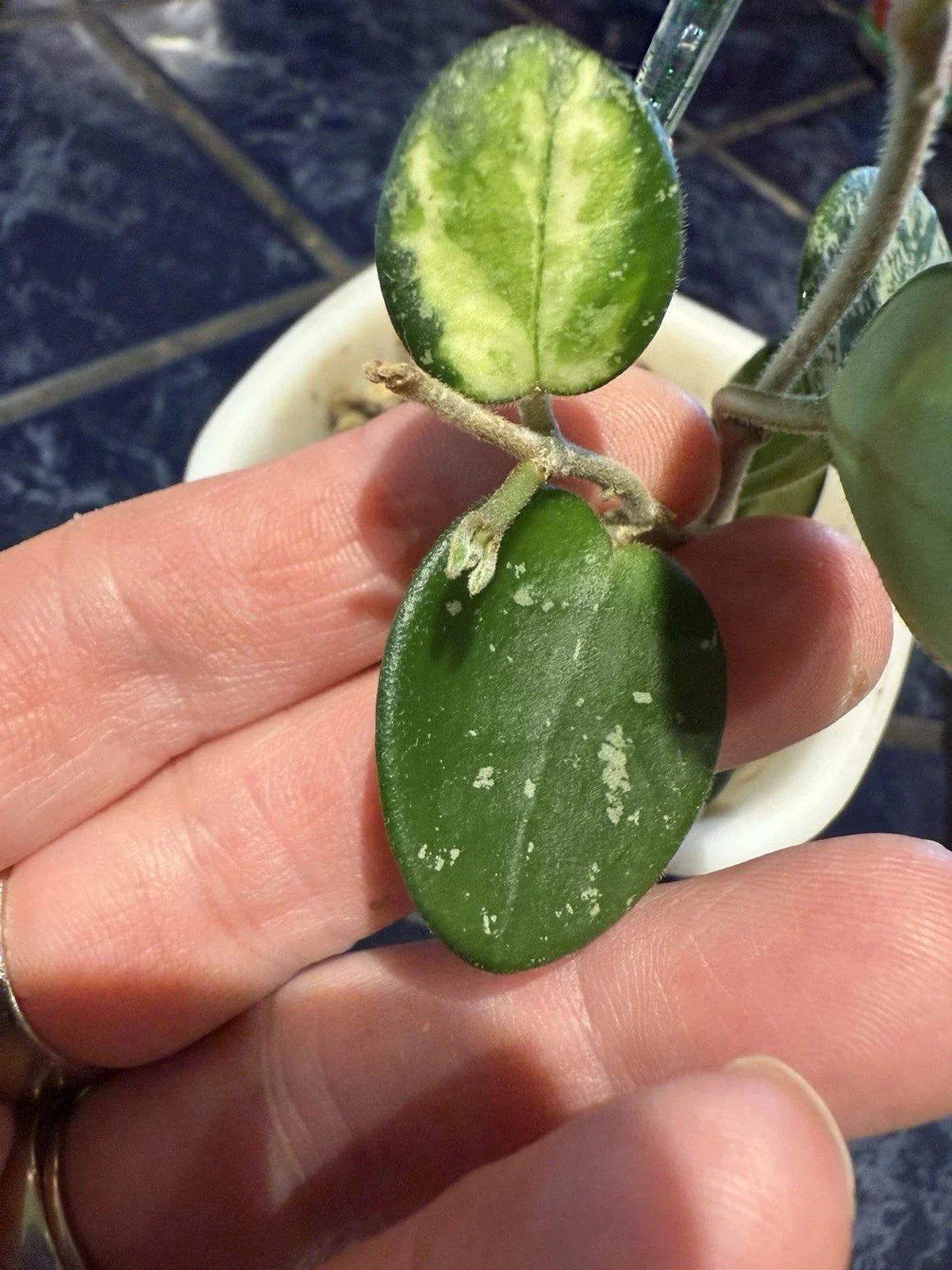 Hoya Mathilde Variegated Cuttings - Fresh 2 Leaf - Houseplant - Hoya carnosa 'Mathilde'